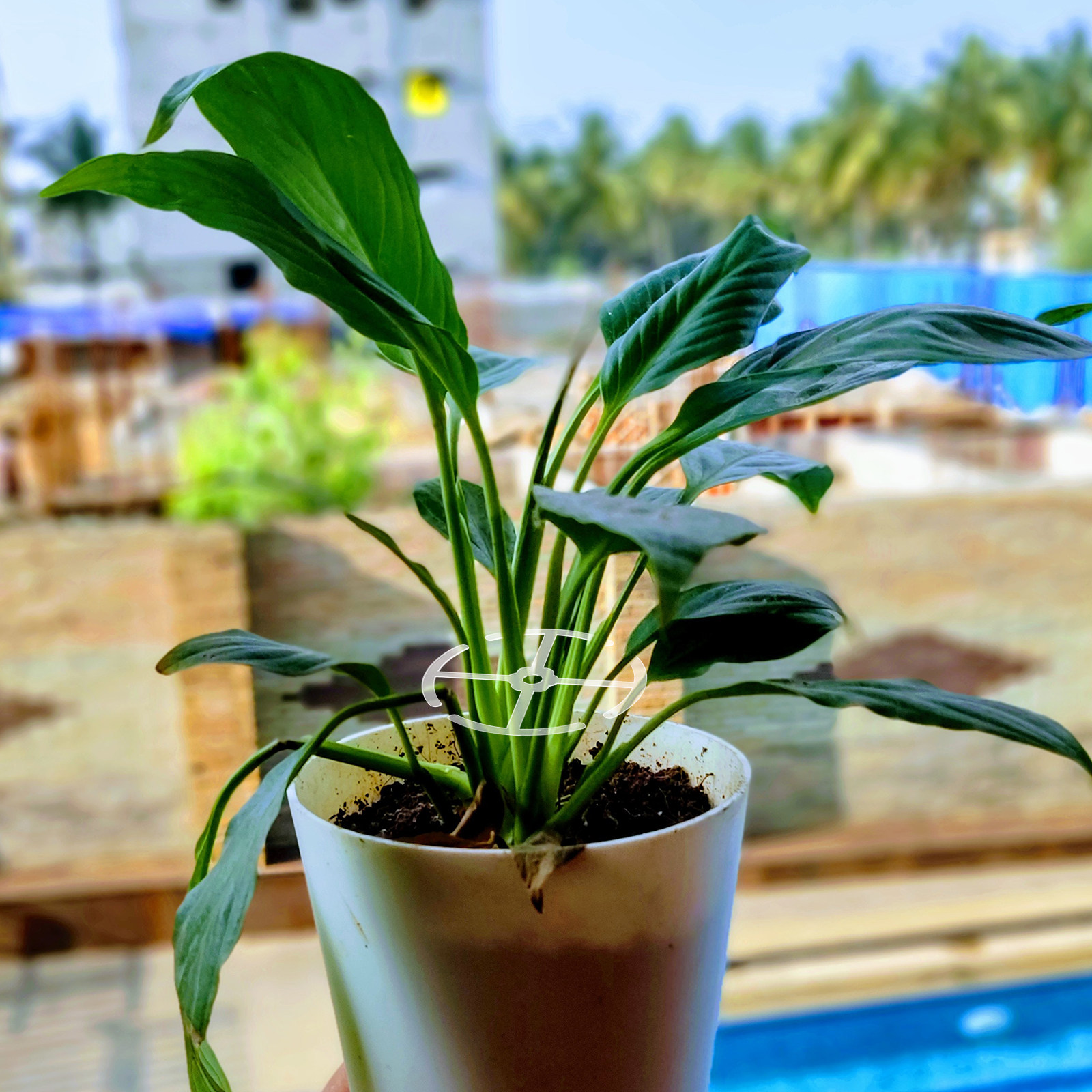 4Pcs Plant Climbing Stem Suppo - Bonsai Vertical Garden 评论和价格