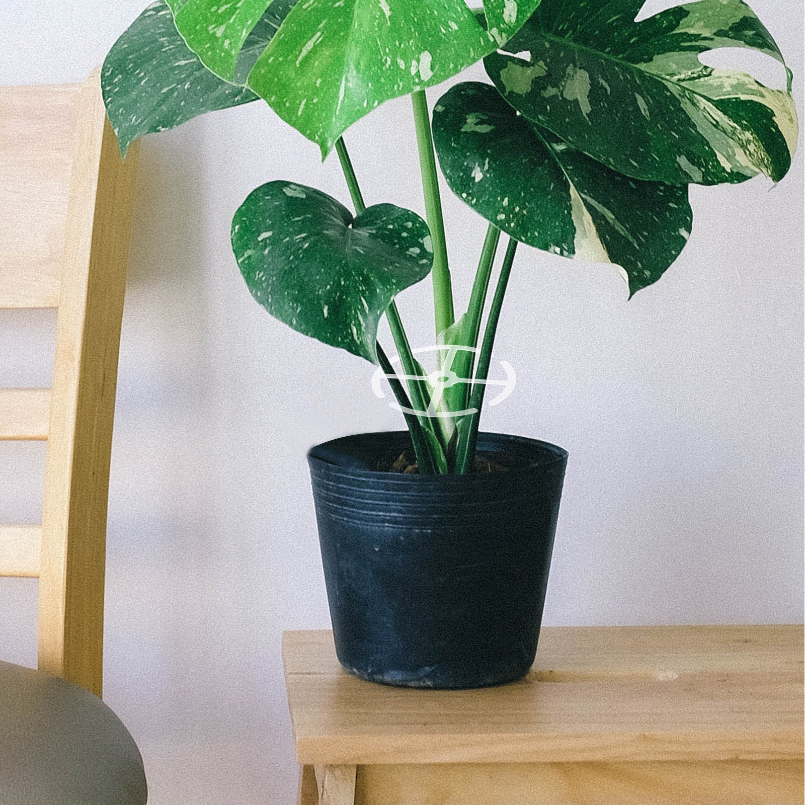 4Pcs Plant Climbing Stem Suppo - Bonsai Vertical Garden 评论和价格