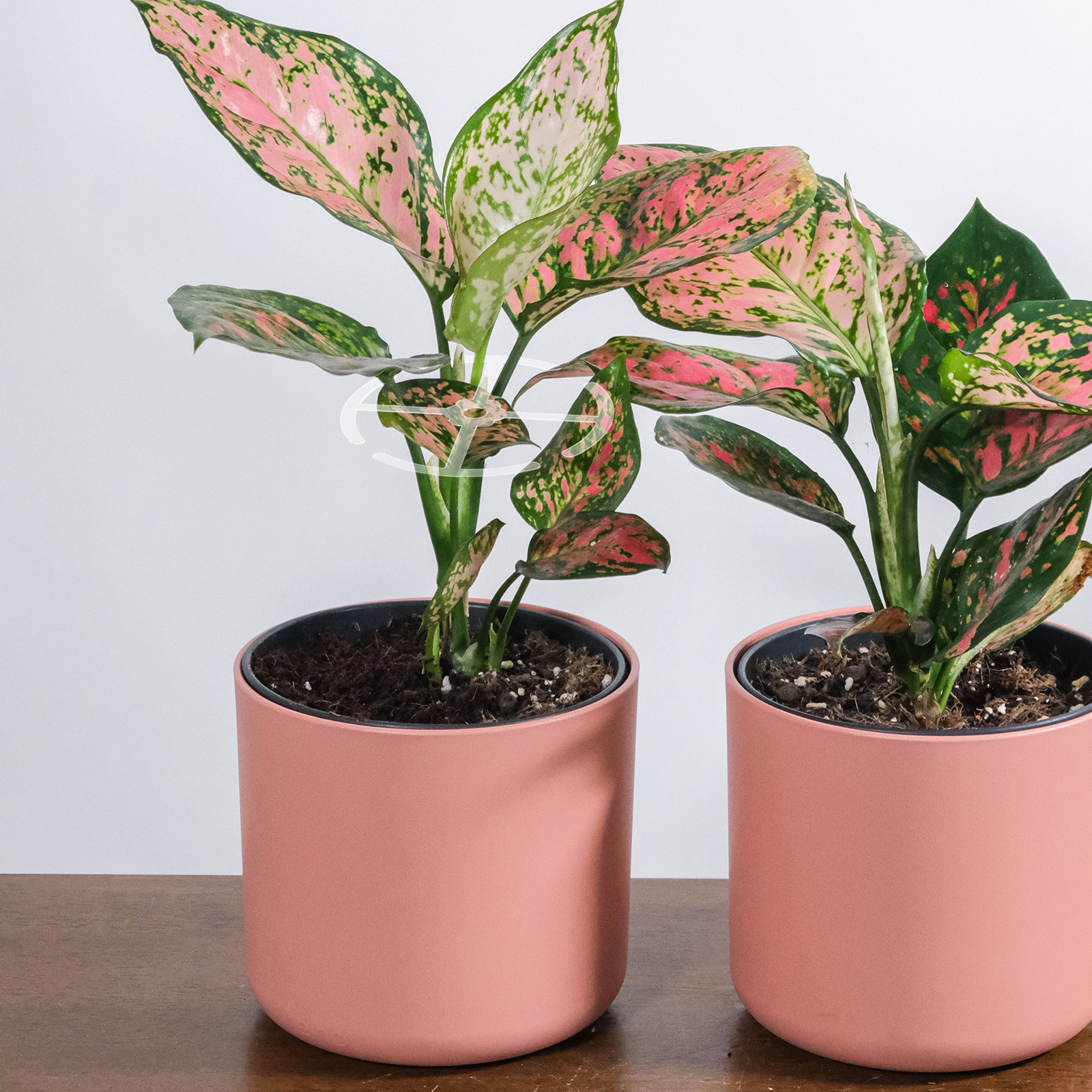 4Pcs Plant Climbing Stem Suppo - Bonsai Vertical Garden 评论和价格