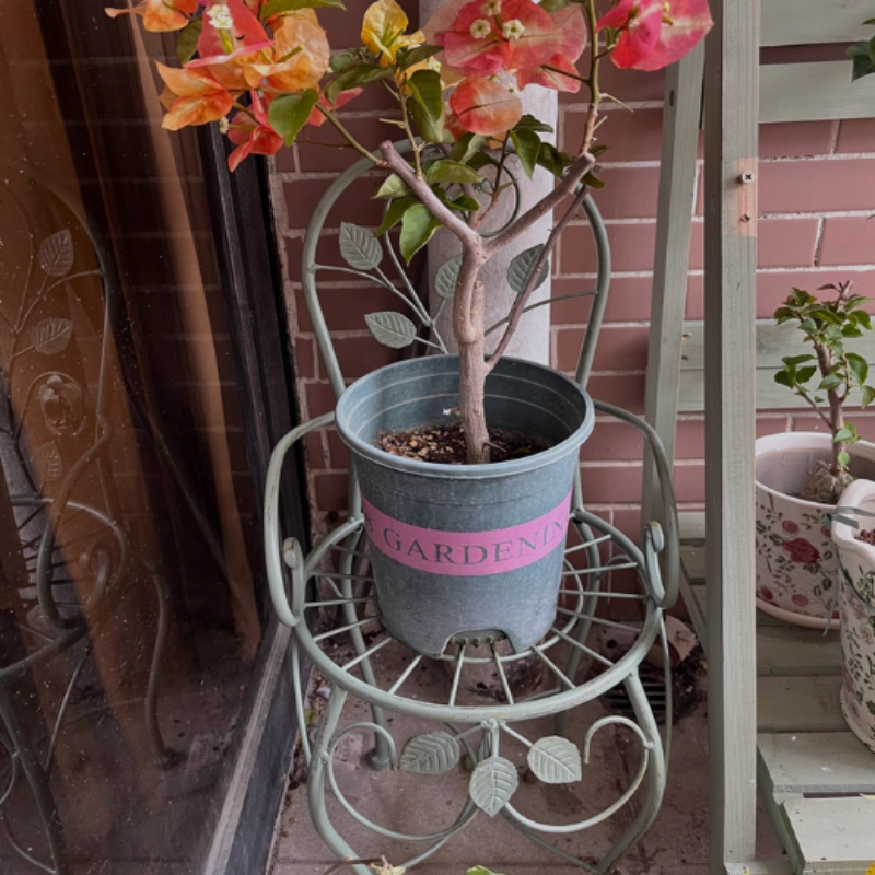 Iron Rose Flower Stand Stool V - Bonsai Vertical Garden 评论和价格